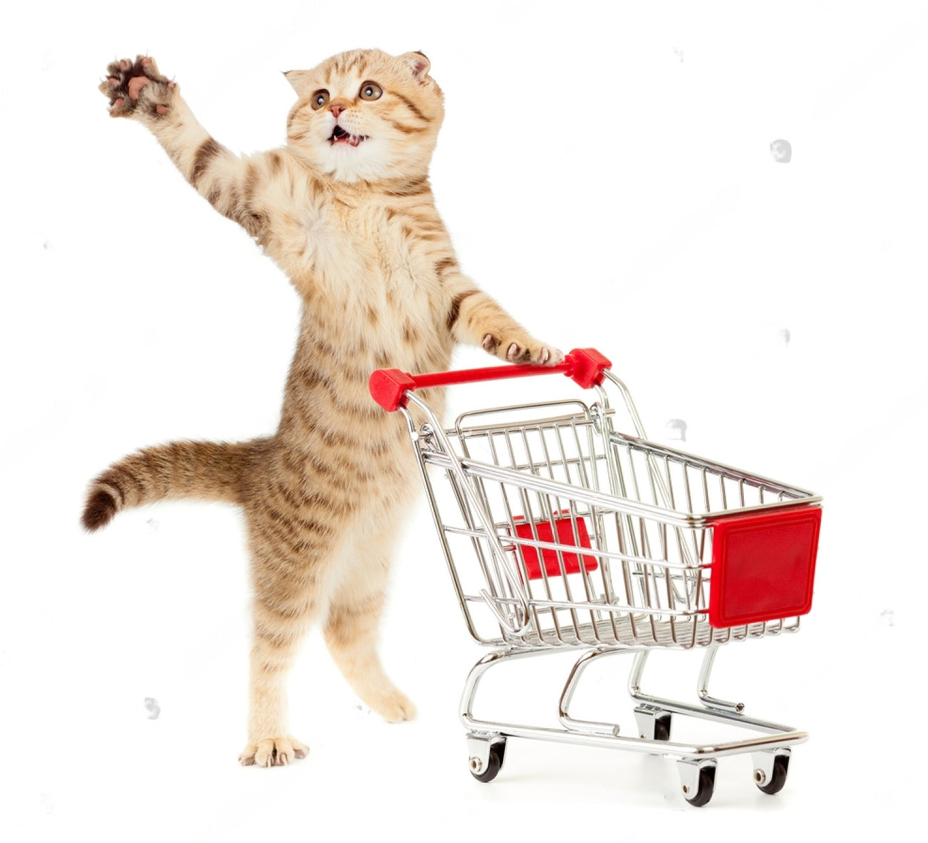 Shop for Cats