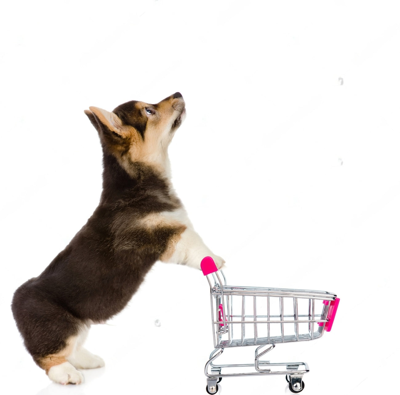 Shop For Dogs